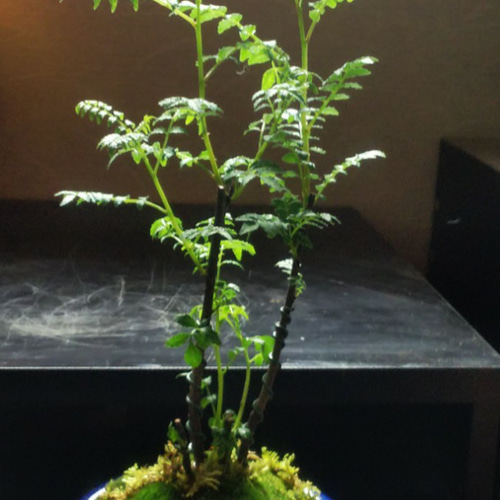 盆栽 山椒 樹高 約14cm さんしょう Zanthoxylum piperitum サン