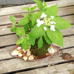 山紫陽花変形苔玉★スプリングフェア 2枚目の画像