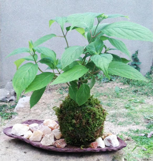 山紫陽花変形苔玉★スプリングフェア 4枚目の画像