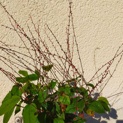 山野草寄せ植えくらま苔盆栽(オーダー)★Springフェア 4枚目の画像