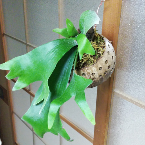 コウモリランココナッツ玉ハンギング☆Winterフェア 一輪挿し・花瓶 