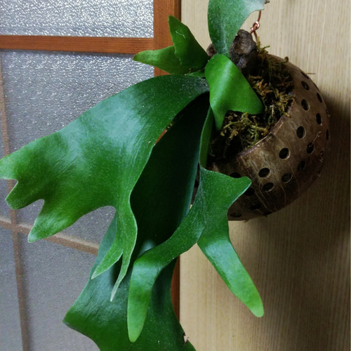 コウモリランココナッツ玉ハンギング☆Winterフェア 一輪挿し・花瓶 