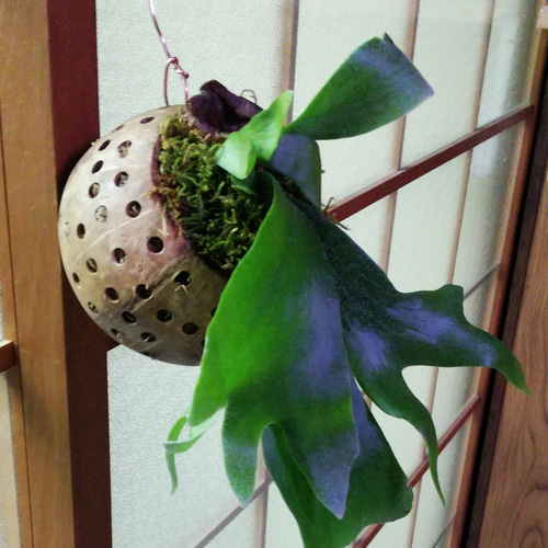 コウモリランココナッツ玉ハンギング☆Winterフェア 一輪挿し・花瓶 
