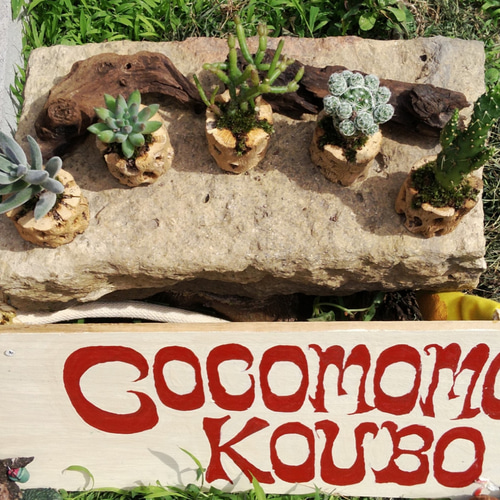 ☆送料無料☆サボテンの骨(3個)(5個) 一輪挿し・花瓶・花器 COCOMOMO