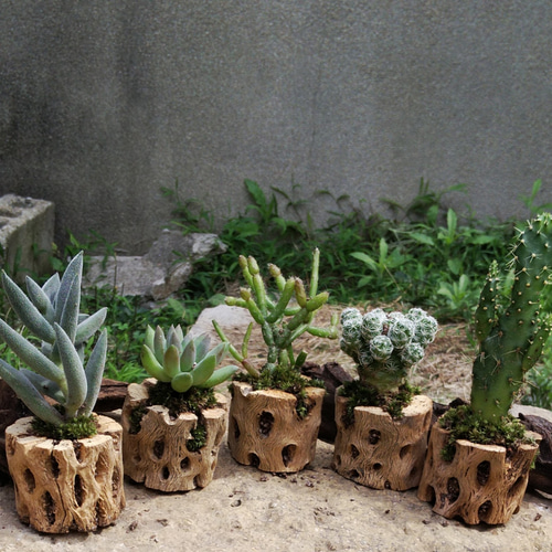 ☆送料無料☆サボテンの骨(3個)(5個) 一輪挿し・花瓶・花器 COCOMOMO