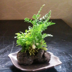 シノブミニ苔石盆栽★Springフェア 1枚目の画像