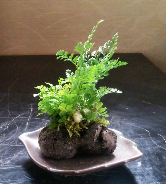 シノブミニ苔石盆栽 一輪挿し・花瓶・花器 COCOMOMO KOUBO 通販