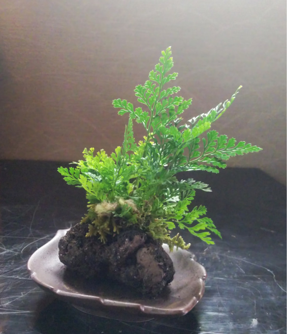 シノブミニ苔石盆栽★Springフェア 4枚目の画像