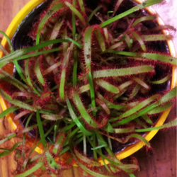 食虫植物苔盆栽★autumnフェア 4枚目の画像