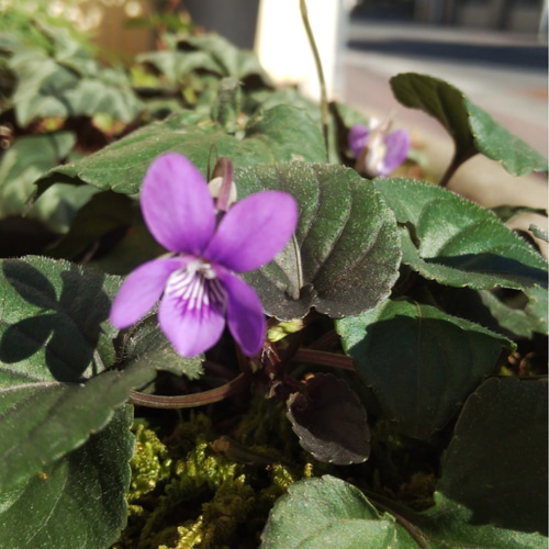 スミレ　黒38 山野草雅スミレ(黒葉)大株苗☆autumnフェア 一輪挿し・花瓶・花器