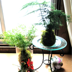 浴室観葉☆アスパラガスの苔玉☆Summerフェア 一輪挿し・花瓶・花器