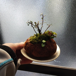 ♥キュレーション連載♥お好きなミニ花木で天然石苔盆栽(Lサイズ)★Springフェア 2枚目の画像