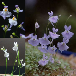 ★選べる!★ウトリクラリアミニ苔盆栽★スプリングフェア♡キュレーション連載 1枚目の画像