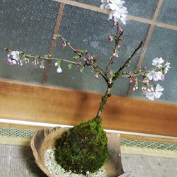 ★送料無料★一年に2度楽しめる桜天然苔玉和風陶器皿つき★スプリングフェア 3枚目の画像