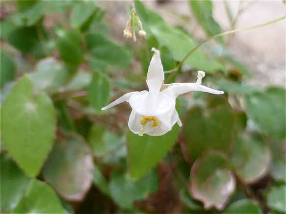 初夏の山野草★ソハヤキイカリソウ苔盆栽★夏の先取りキャンペーン 2枚目の画像