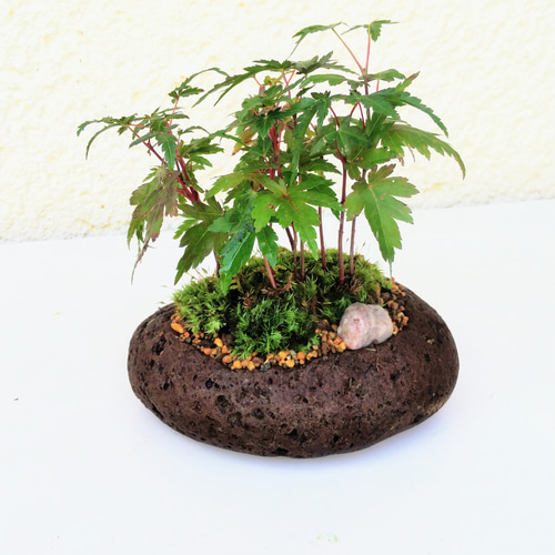 イロハモミジ石苔盆栽(Lサイズ)☆autumnフェア 一輪挿し・花瓶・花器