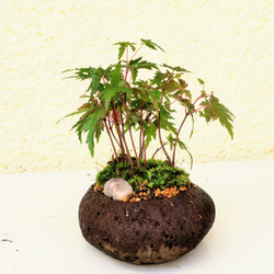 イロハモミジ石苔盆栽(Lサイズ)★autumnフェア 2枚目の画像