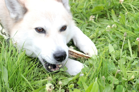 中型犬向けドックトイ　エゾ鹿の角（半割り） 4枚目の画像