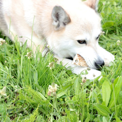 中型犬向けドックトイ　エゾ鹿の角（半割り） 5枚目の画像