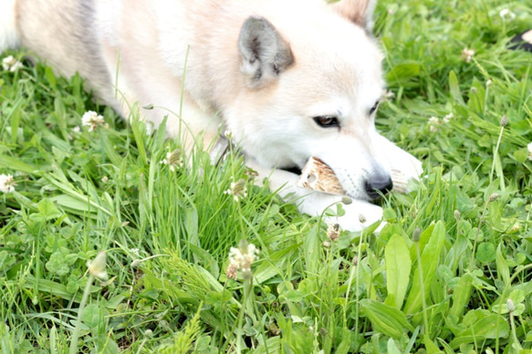 中型犬向けドックトイ　エゾ鹿の角（半割り） 5枚目の画像