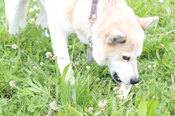 中型犬向けドックトイ　エゾ鹿の角（半割り） 6枚目の画像