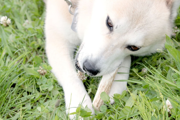 中型犬向けドックトイ　エゾ鹿の角（半割り） 8枚目の画像