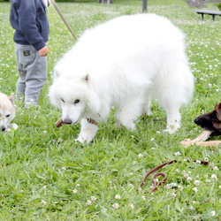 中型犬向けドックトイ　エゾ鹿の角（半割り） 9枚目の画像