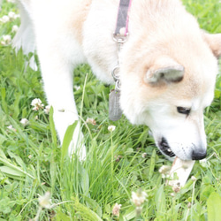 中型犬向け　極太ドックトイ　エゾ鹿の角（Lサイズ） 5枚目の画像