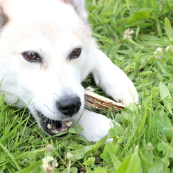 小～中型犬向けドックトイ　エゾ鹿の角（Mサイズ） 3枚目の画像