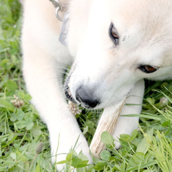 小～中型犬向けドックトイ　エゾ鹿の角（Mサイズ） 6枚目の画像