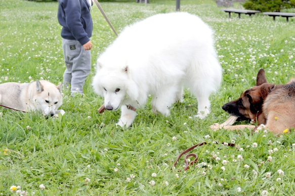 小～中型犬向けドックトイ　エゾ鹿の角（Mサイズ） 7枚目の画像