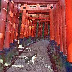 「アカ シロ クロ・Aka Shiro Kuro」猫の居る風景 京都 1枚目の画像