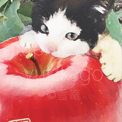 猫林檎・ねこりんご／いろんな人への応援ポストカード」