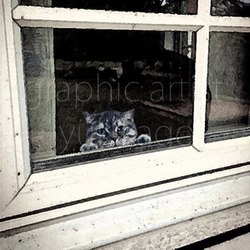 「窓・la fenêtre」猫の居る風景 1枚目の画像