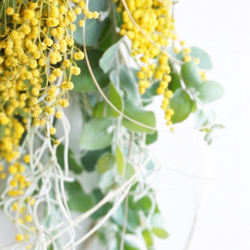 ミモザ スワッグ＊ドライフラワー ドライフラワー chainon 通販