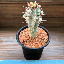 紅葉する♡ミルクトロン♡ユーフォルビア♡多肉植物 1枚目の画像