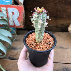 紅葉する♡ミルクトロン♡ユーフォルビア♡多肉植物 2枚目の画像