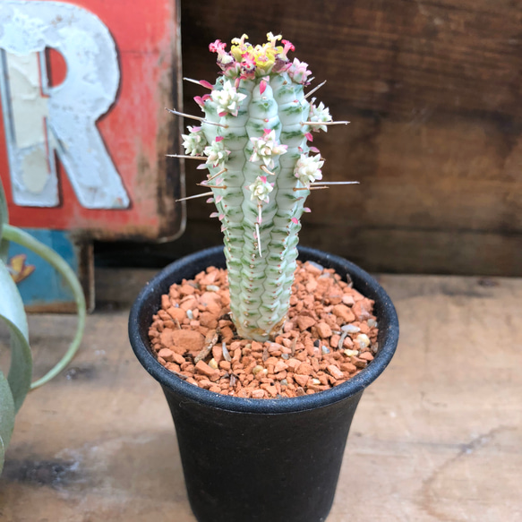 紅葉する♡ミルクトロン♡ユーフォルビア♡多肉植物 3枚目の画像