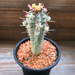 紅葉する♡ミルクトロン♡ユーフォルビア♡多肉植物 4枚目の画像