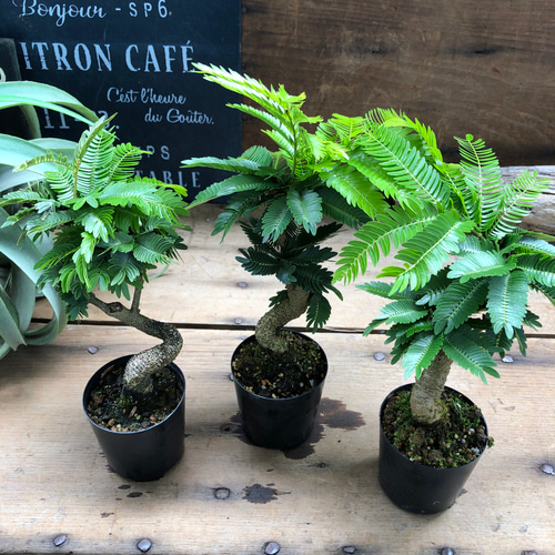 希少♡ミニサイズ♡木立♡エバーフレッシュ♡観葉植物 アートフラワー