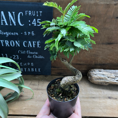 希少♡ミニサイズ♡木立♡エバーフレッシュ♡観葉植物 アート