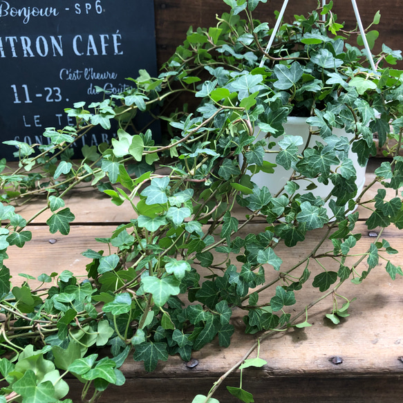 ダックフット吊り下げ♡もりもりお得♡ヘデラ♡観葉植物 4枚目の画像