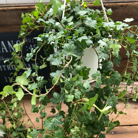 ダックフット吊り下げ♡もりもりお得♡ヘデラ♡観葉植物 9枚目の画像