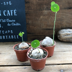 即完売♡ステファニア♡ピエレイハート塊根植物♡ 3枚目の画像