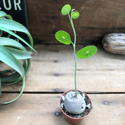 即完売♡ステファニア♡ピエレイハート塊根植物♡ 4枚目の画像