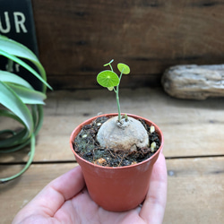 即完売♡ステファニア♡ピエレイハート塊根植物♡ 6枚目の画像