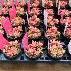 桜吹雪♡ミニサイズ♡ピンクの多肉植物♡紅葉 4枚目の画像