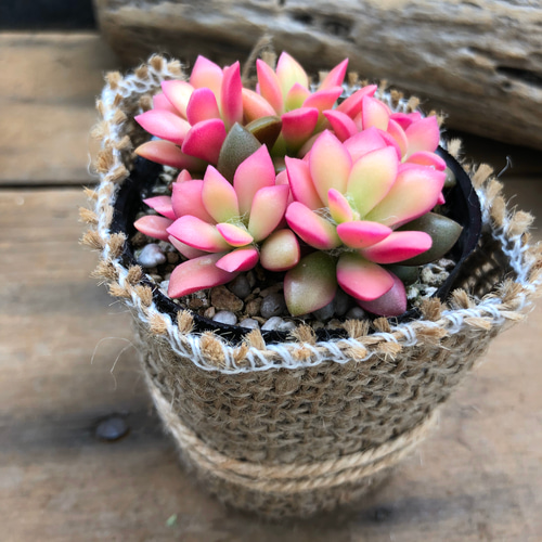 桜吹雪♡ミニサイズ♡ピンクの多肉植物♡紅葉 アートフラワー パリ