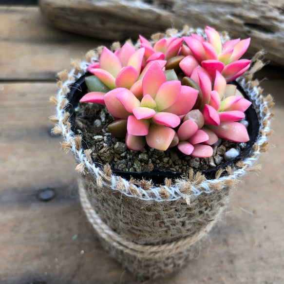 桜吹雪♡ミニサイズ♡ピンクの多肉植物♡紅葉 9枚目の画像