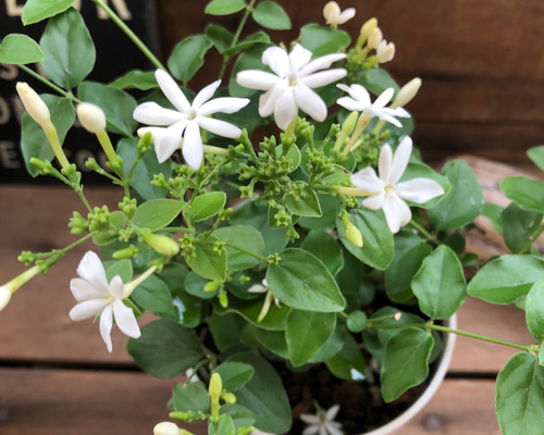 クリスタルジャスミン♡可愛い花♡ガーデニング♡ アートフラワー パリ